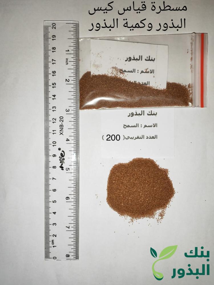 سمح مقدار ملعقة من البذور opophytum forsskalii