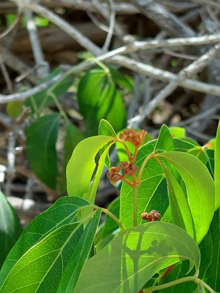 الأطر 2  ( 5 بذرات) R tridentata