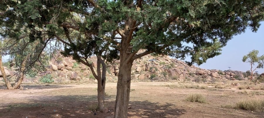 السرو 40 بذرة  Cupressus   بذور قديمة