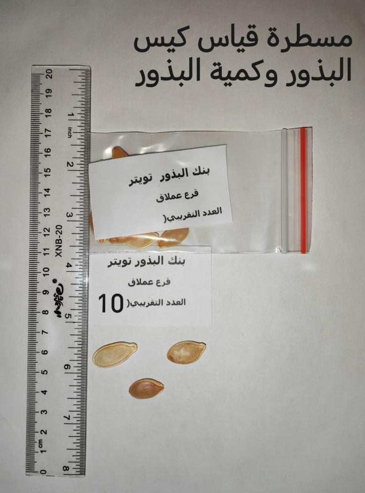 قرع حجم كبير 8 بذرات