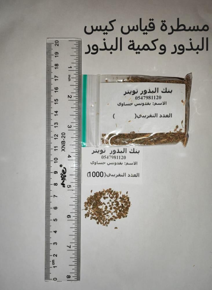 بقدونس حساوي   400 بذرة