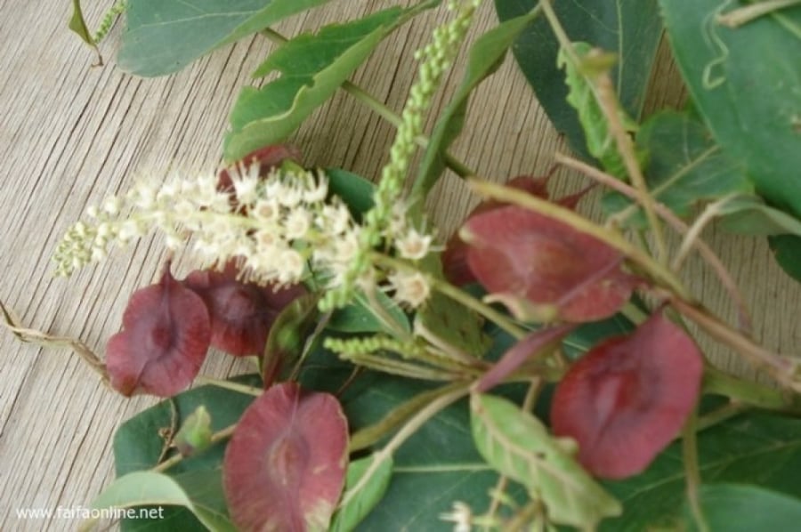شجرة القاع 20 بذرة  Terminalia prunioides