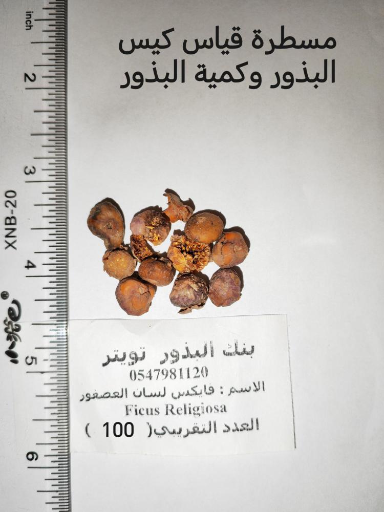 فايكس لسان العصفور 100 بذرة  Ficus Religiosa