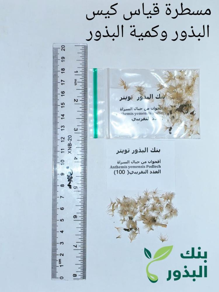 اقحوان من جبال السراة 100 بذرة Anthemis yemensis Podlech