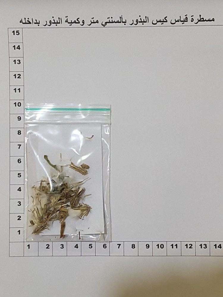 حوى ( بقيرة ) توجد صورة لكمية البذور  Launaea capitata