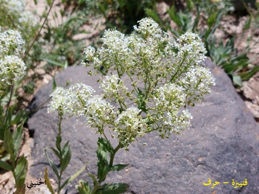 قنيبرة - حرف 50 بذرة Lepidium draba