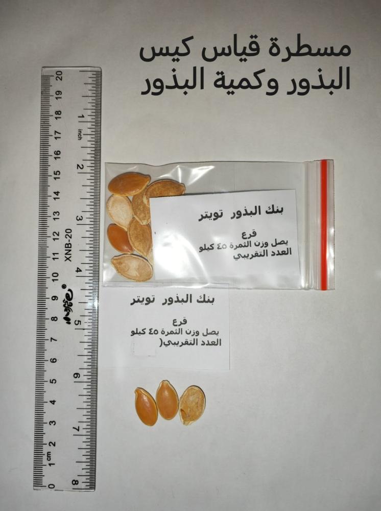 قرع وسط 10 بذرات (يصل وزنه 45 كيلو )