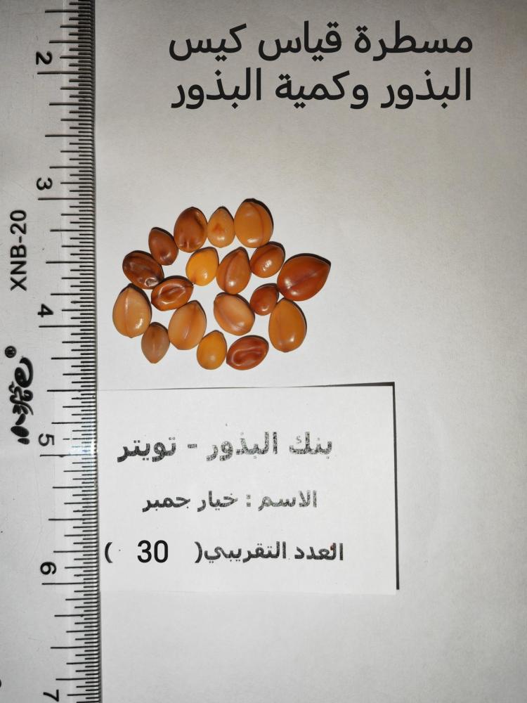 خيار جمبر 30 بذرة من بذور شجرة خيار جمبر Cassia fistula