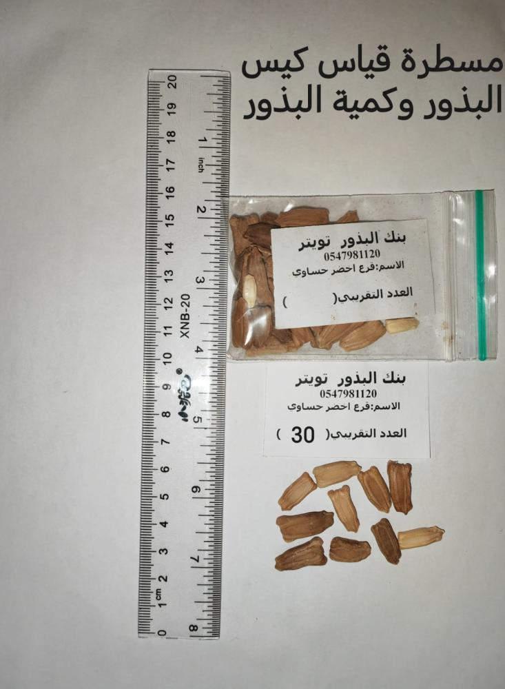 قرع أخضر حساوي   20 بذرة