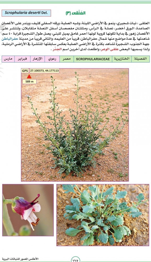 علقى الوعر ( 3 ) 20 بذرة Scrophularia deserti Del