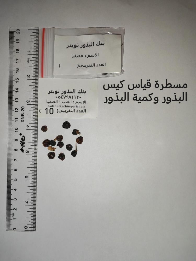عبب - الضميأ 10 بذرات Solanum schimperianum
