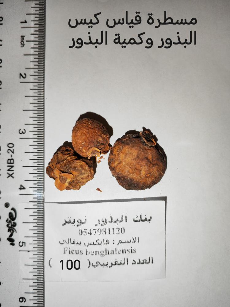 فايكس بنقالي 100 بذرة  Ficus benghalensis