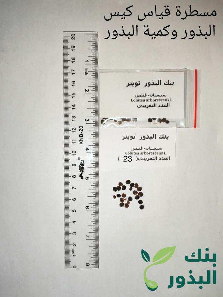 سيسبان الاردن 20 بذرة