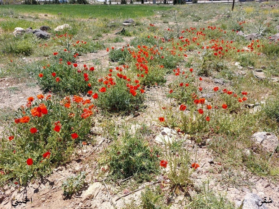 شقر احمر من ربيع الاردن 200 بذرة   Glaucium