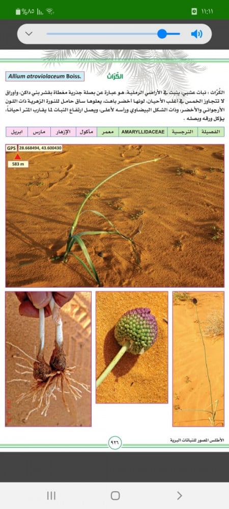 كراث  30 بذرة (Allium atroviolaceum