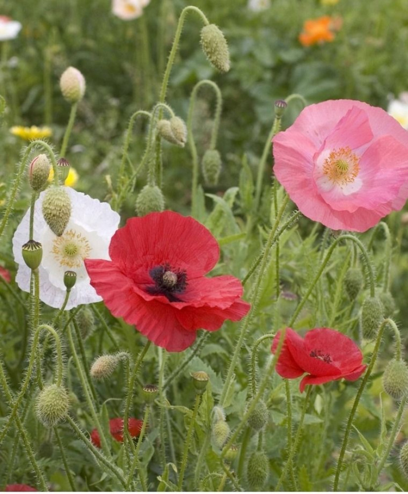 ديدحان الوان احمر وابيض و وردي 1000 بذرة Papaver glaucum