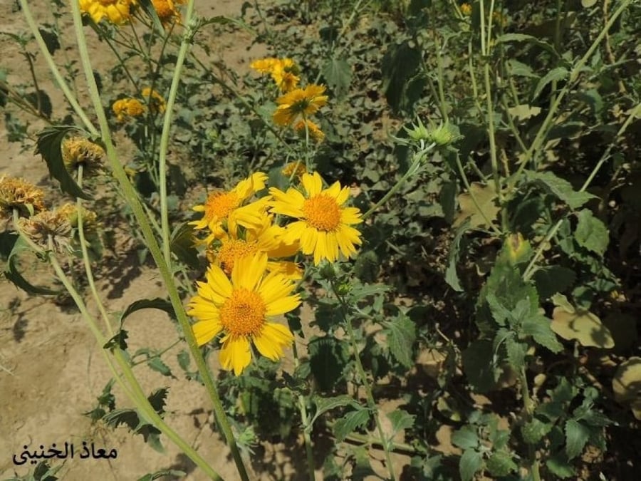 دوار الشمس البري 100 بذرة Verbesina encelioides