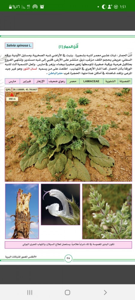 اذن الحمار - لسان الثور ؟؟ بذرة Salvia spinosa