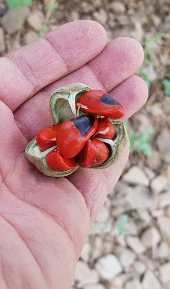 وصف 3 ثمرات ( البذور جديدة جمع 1447/12 ) تم جمعها قبل تفتح