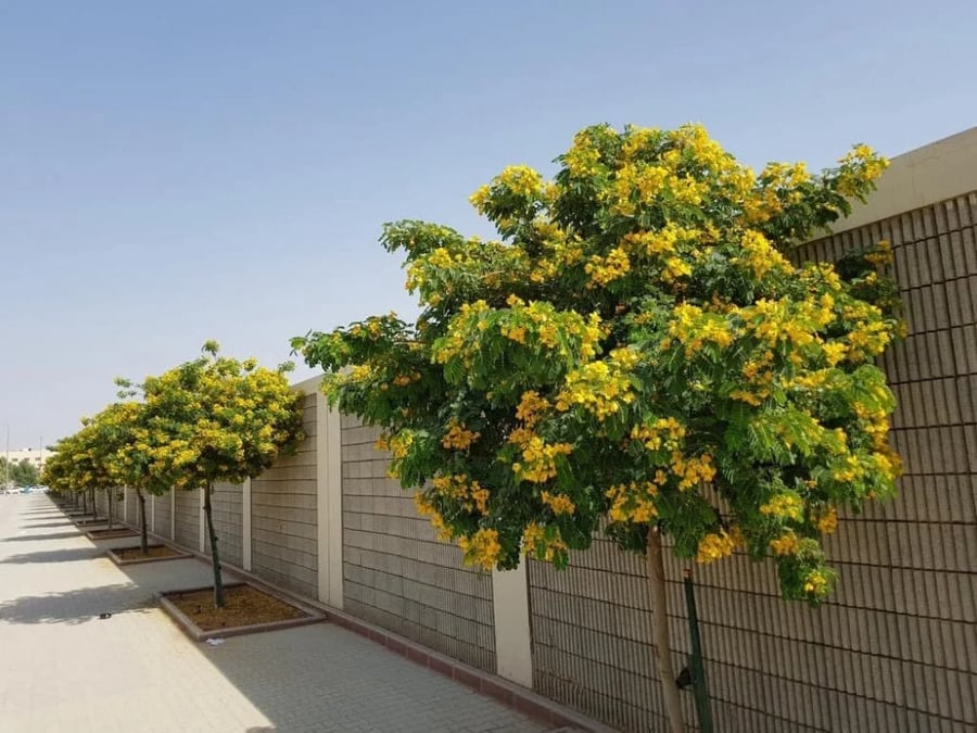 كاسيا جلوكا  100 بذرة  CASSIA GLAUCA
