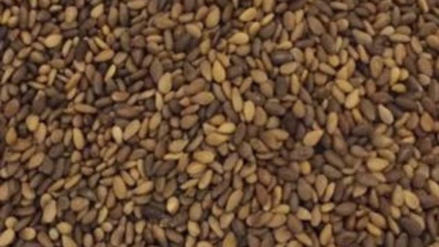 سمسم حساوي  400 بذرة