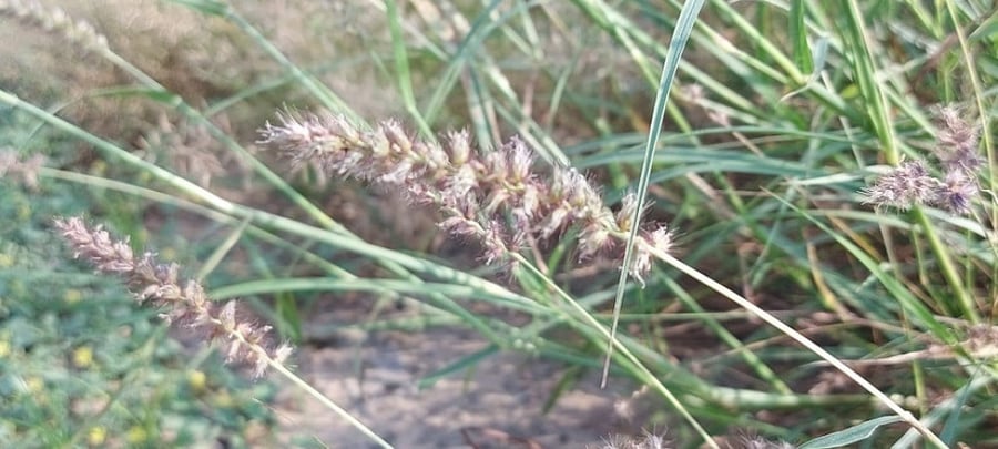 إيبد مقدار كأس من البذور و الاغصان cenchrus ciliaris l
