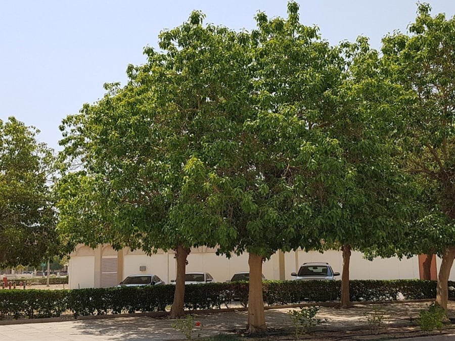 فايكس امريكي (التسيما) 100 بذرة Ficus altissima