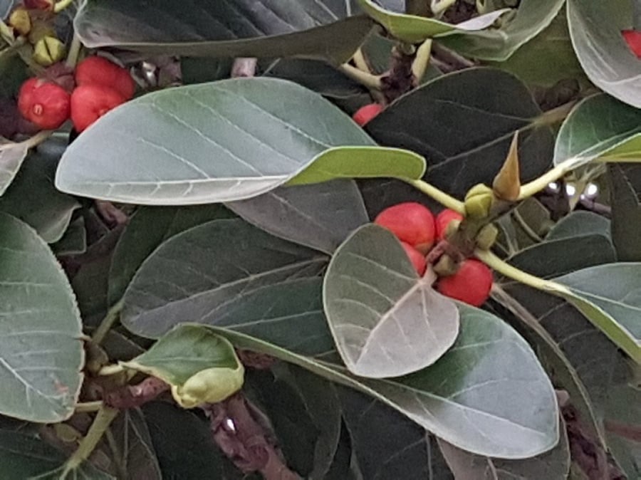 فايكس بنقالي 100 بذرة  Ficus benghalensis