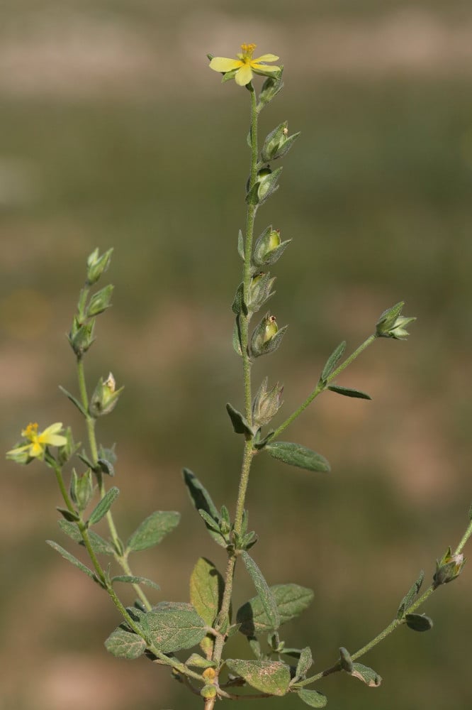 ارقة -جريد-نوعين في الكيس( نبات الفقع Helianthemum