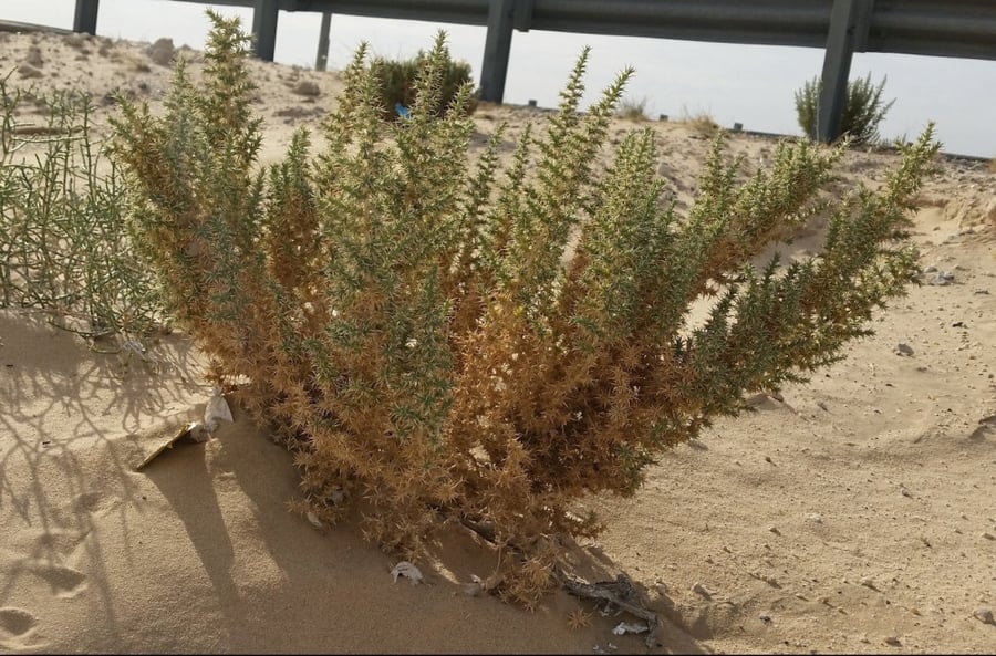 سليج  أو سلجان بمقدار فنجال  Cornulaca