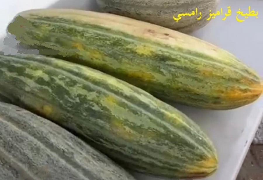 بطيخ  قراميز من منطقة الرامس 40 بذرة Melon