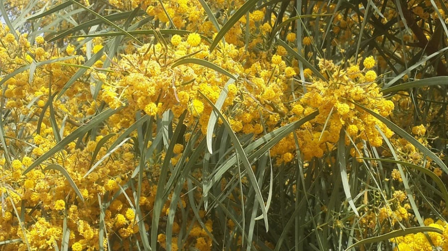 سنط سكلوسبرما 30 بذرة Acacia sclerosperma