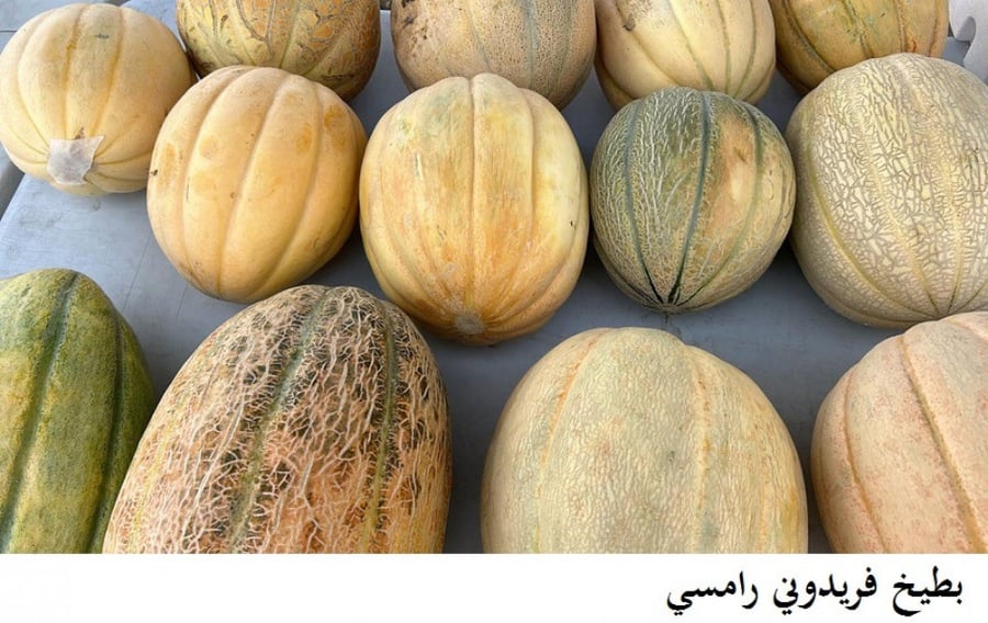 بطيخ فريدوني رامسي 40 بذرة Melon