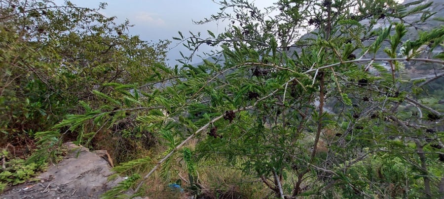 حوجم - حجوجم 20 بذرة Dichrostachys cinerea