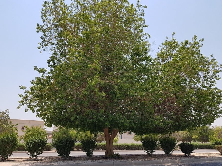 فايكس امريكي (التسيما) 100 بذرة Ficus altissima