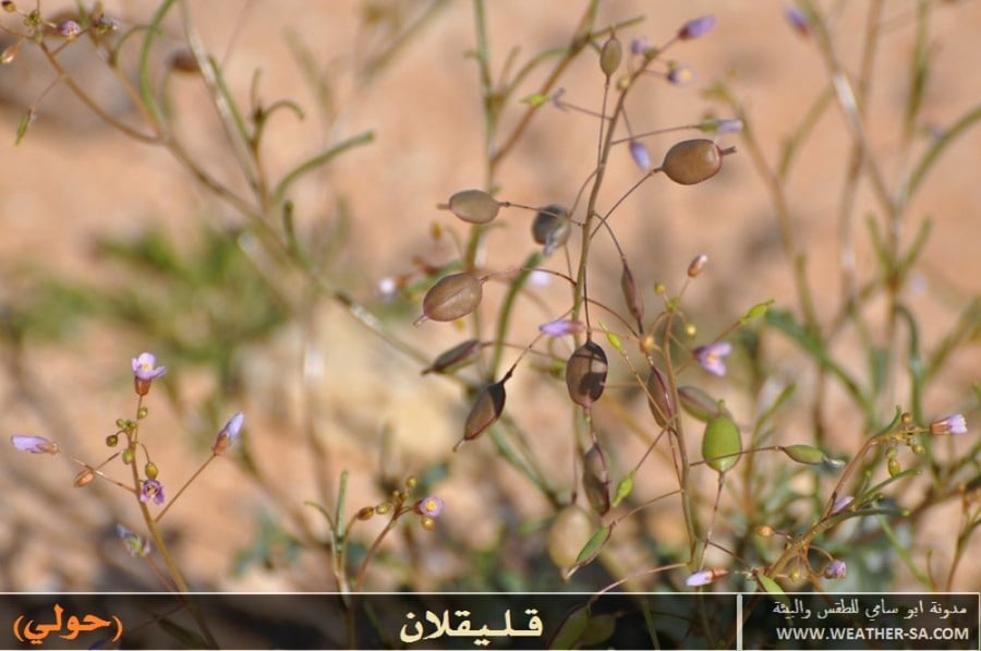 قليقلان كمية البذور (موجود صورة ) Savignya parviflora