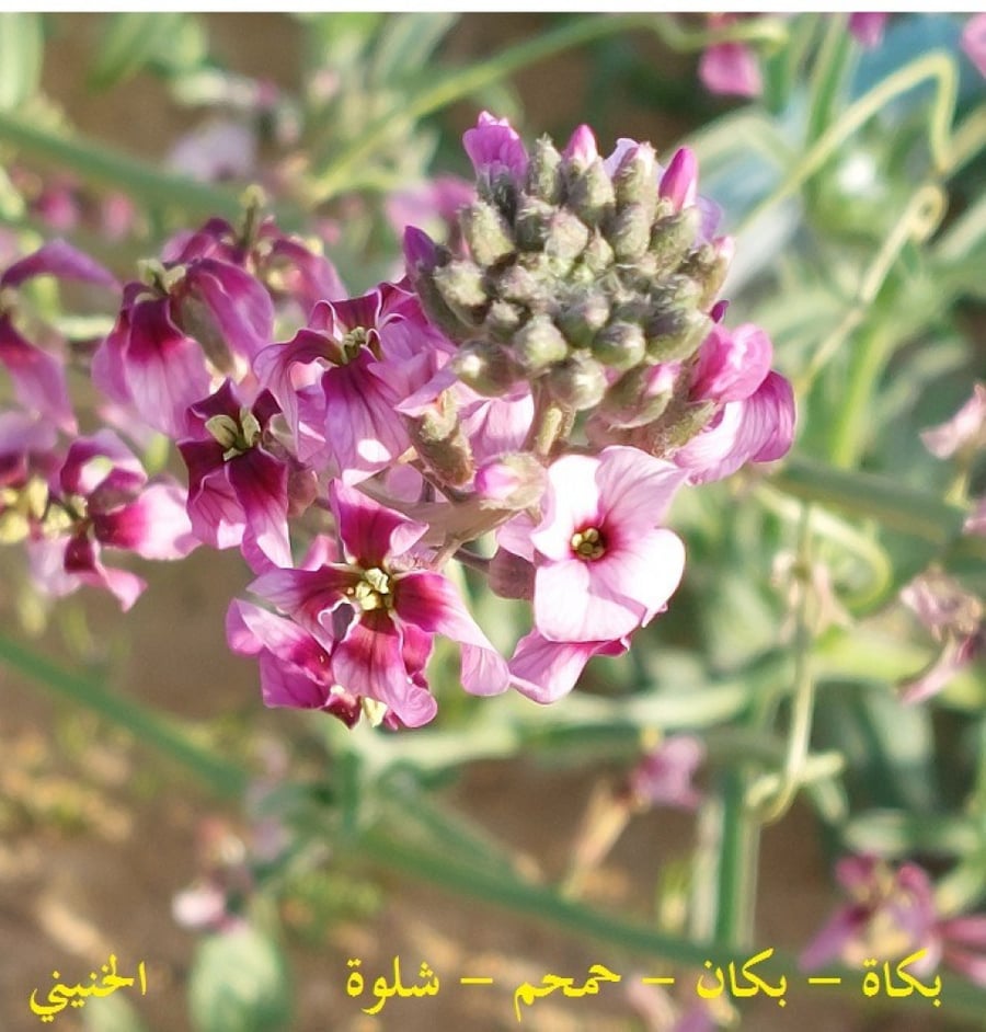 بكاة - بكان - حمحم -شلوة 50 بذرة   Malcolmia grandiflora
