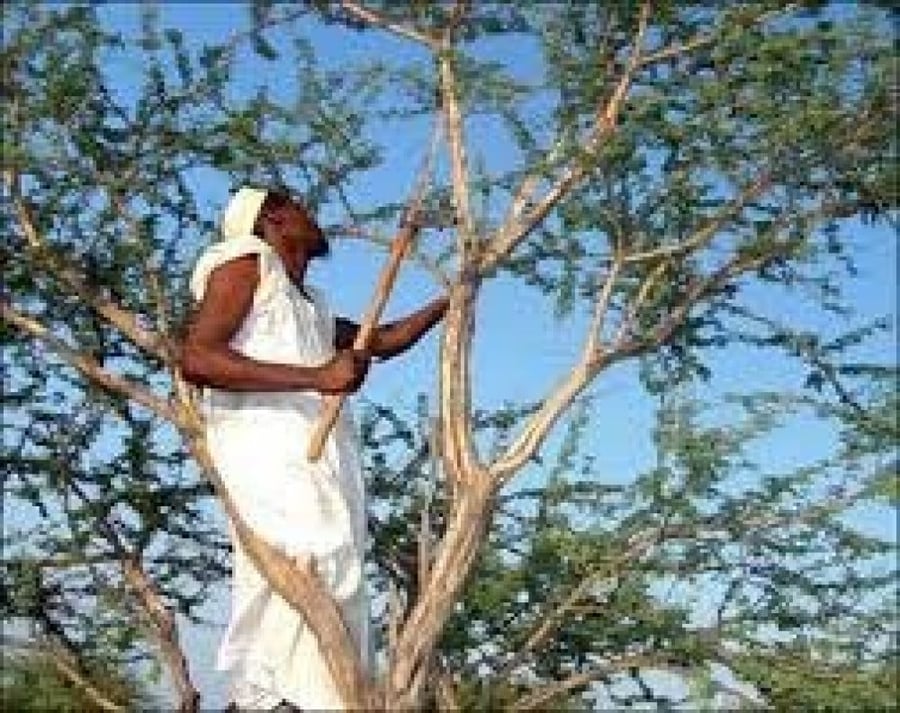 شجرة الصمغ العربي ( الهشاب ) 100 بذرة Acacia Senegal