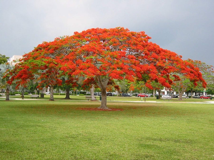 بونسيانا حمراء 20 بذرة Delonix regia