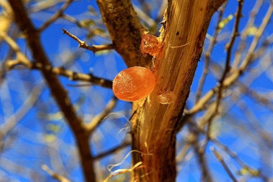 شجرة الصمغ العربي ( الهشاب ) 100 بذرة Acacia Senegal