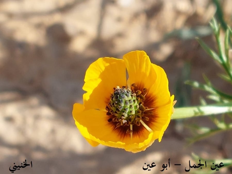 عين الجمل - ابو عيون 100 بذرة Adonis dentata
