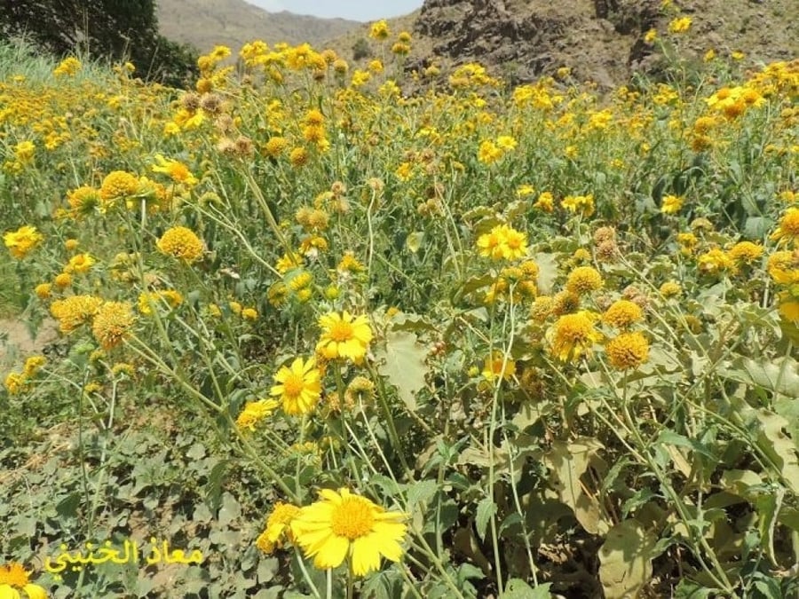 دوار الشمس البري 100 بذرة Verbesina encelioides