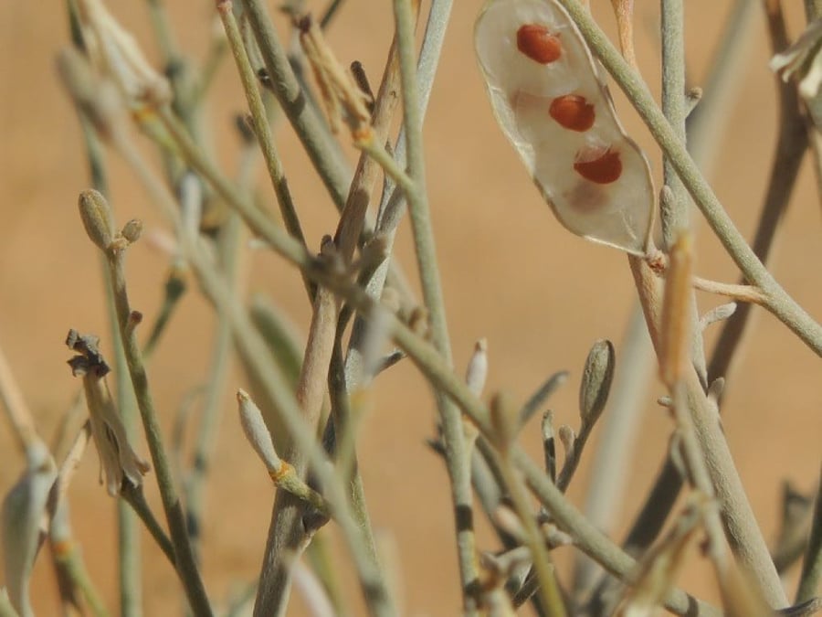 جريباء ( لبانه)كمية البذور 30 بذرة ( لا ينصح بها ) Farsetia aegyptia Turra