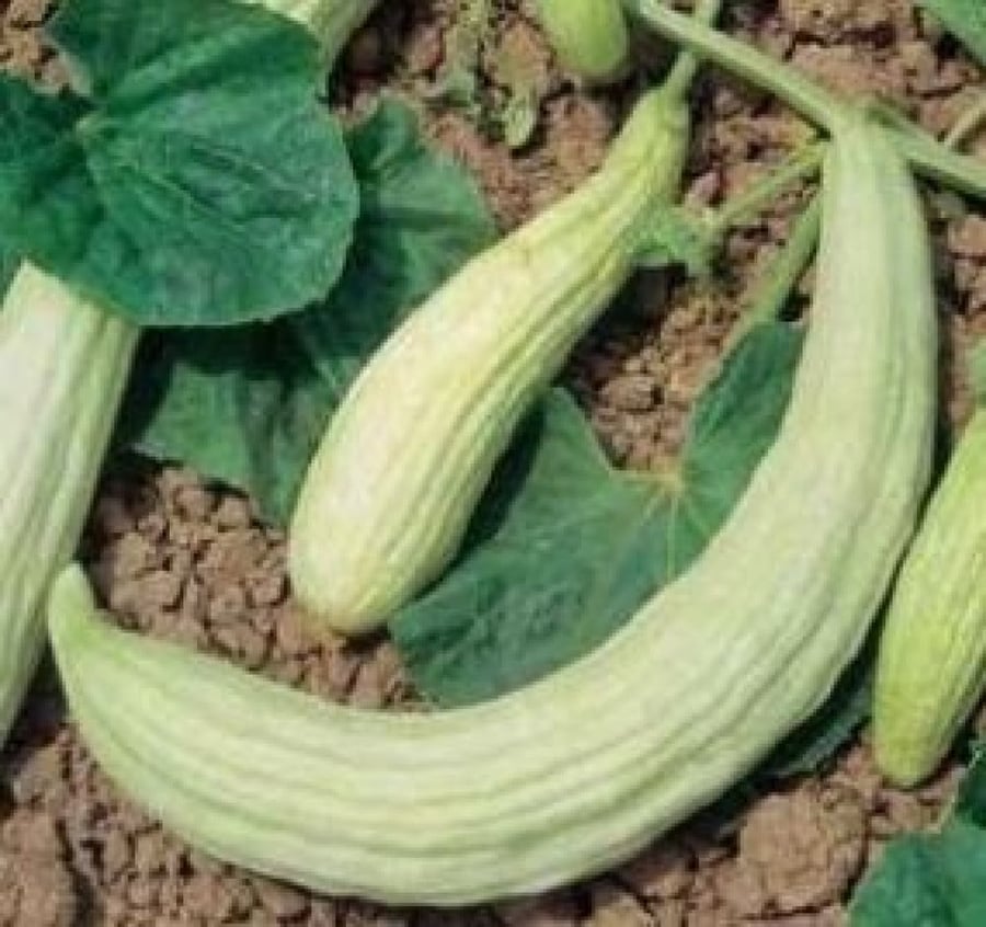 طروح حساوي  20 بذرة