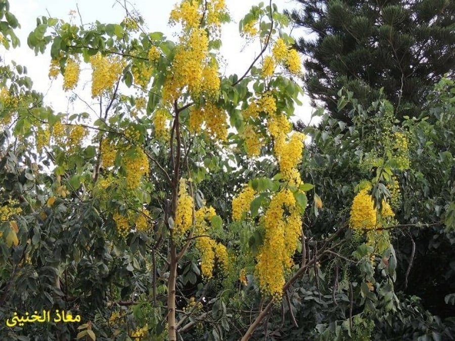 خيار جمبر 30 بذرة من بذور شجرة خيار جمبر Cassia fistula