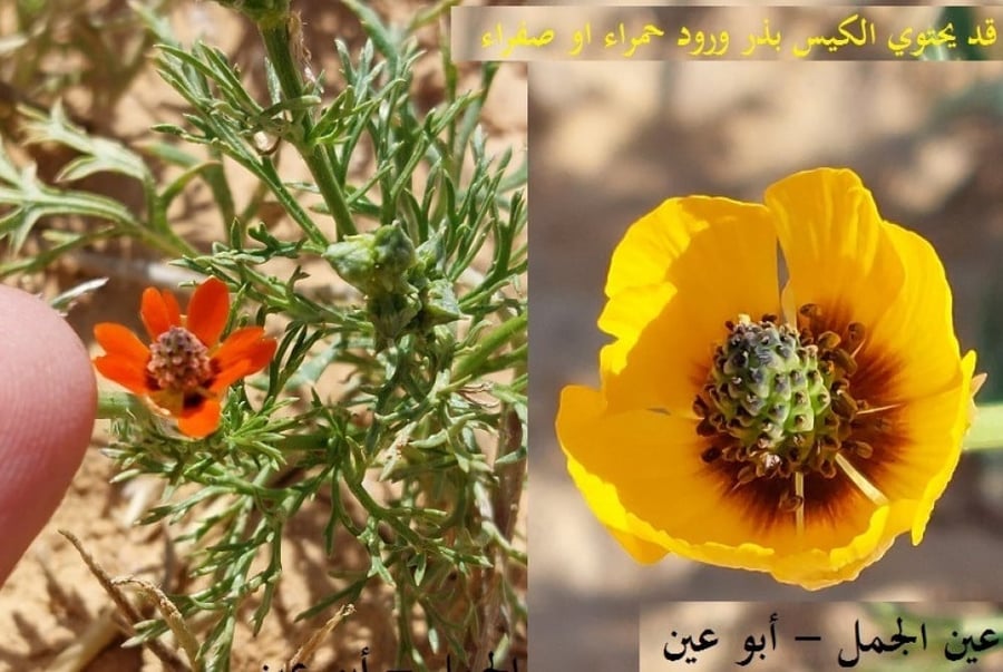 عين الجمل - ابو عيون 100 بذرة Adonis dentata