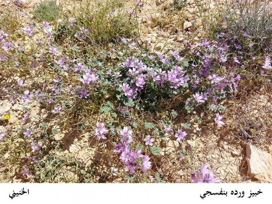 خبيز زهرة بنفسجي 50 بذرة Malva nicaeensis