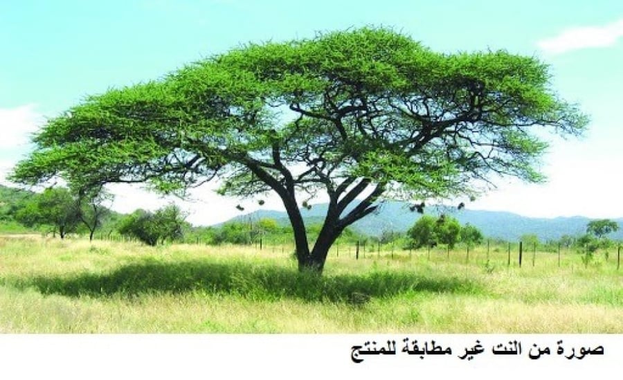 طلح سوداني 40 بذرة