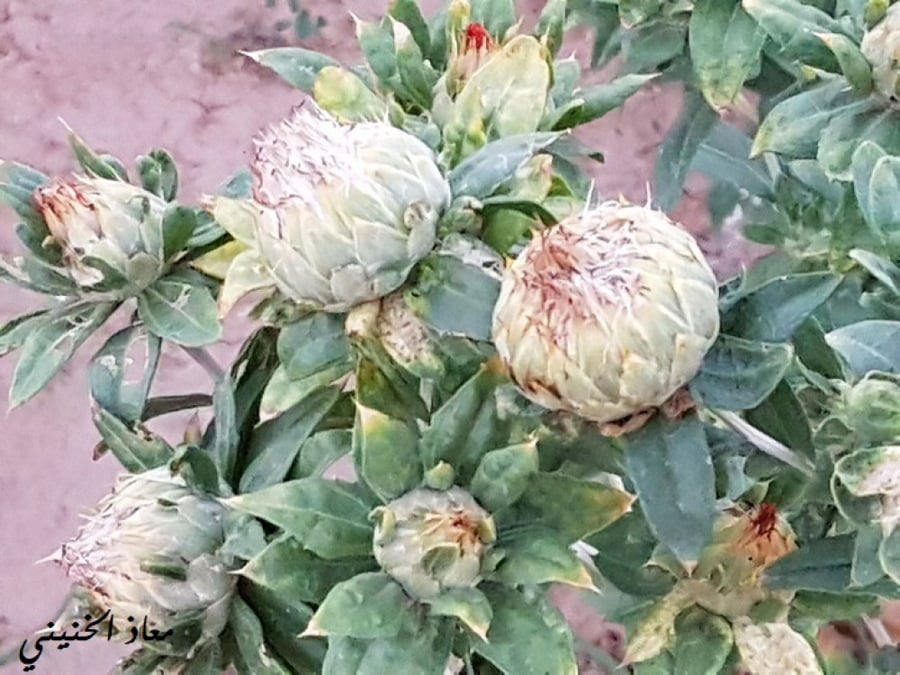 عصفر زراعي  170 بذرة ( Carthamus tinctorius