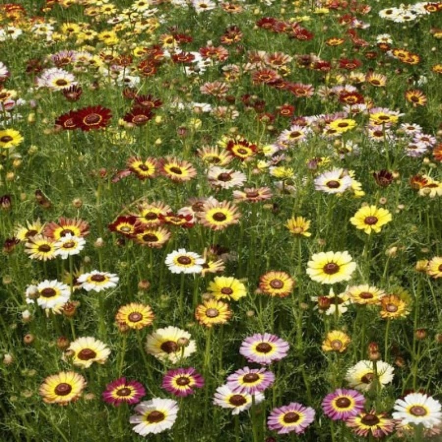 اقحوان زهوره ملونة 100 بذرة chrysanthemum carinatum